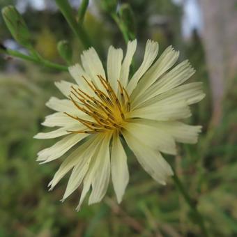 アキノノゲシ(秋の野芥子) アキノノゲシ(秋の野芥子) アキノノゲシ,秋の野芥子,花の写真素材