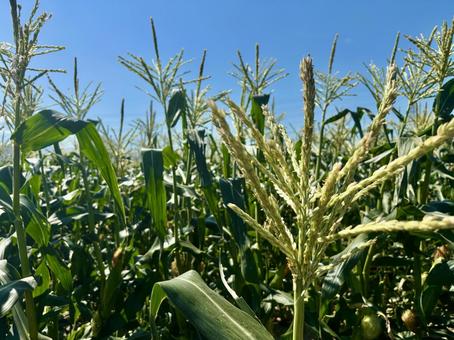 夏の野菜 夏の野菜 トウモロコシ,農業,コーンの写真素材