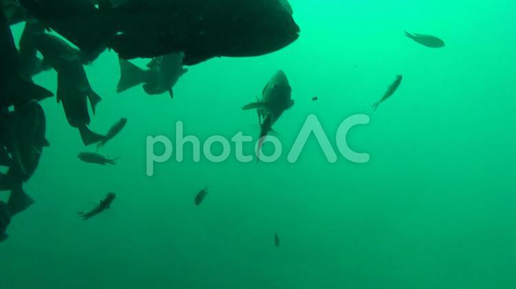 海中公園のサカナたち３ 群れ,水中,エメラルドグリーンの写真素材