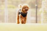 ドッグランのトイプードル:3 犬,トイプードル,トイプーの写真素材