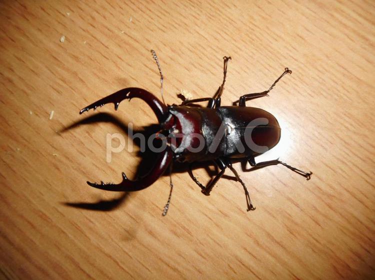 クワガタのオス クワガタ,クワガタ虫の写真素材