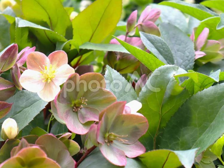 花壇に咲くクリスマスローズの花 クリスマスローズ,花,植物の写真素材