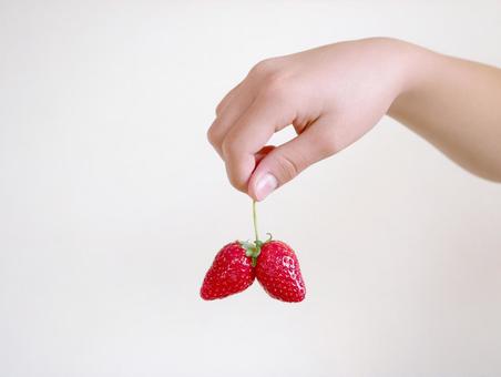 くっついた苺の実 イチゴ,いちご狩り,果物狩りの写真素材