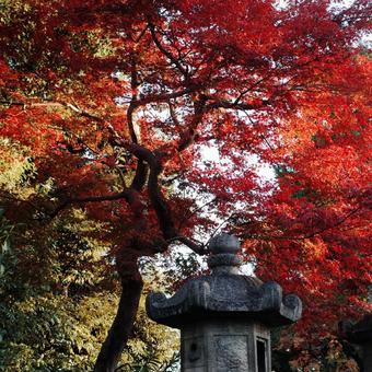 紅葉と石灯籠の風景 紅葉と石灯籠の風景 紅葉,秋,石灯籠の写真素材