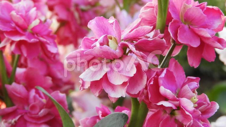 ストック Stock アラセイトウ ストック,stock,植物の写真素材