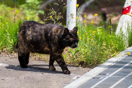 猫(74) 猫(74)の写真