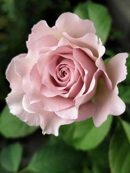 ベランダのバラ・ニューウェーブ 薔薇,バラ,ニューウェーブの写真素材