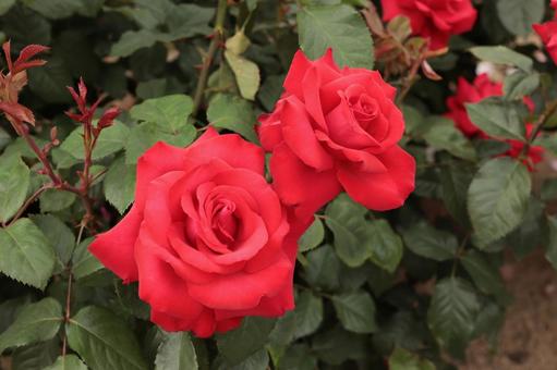 バラ園にて綺麗な薔薇を撮影しました バラ園にて綺麗な薔薇を撮影しましたの写真