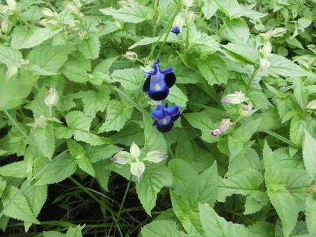 夏の花 夏の花の写真