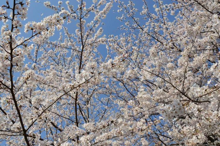 桜　花びら　花見　春　新生活　素材　背景 桜,花びら,花見の写真素材