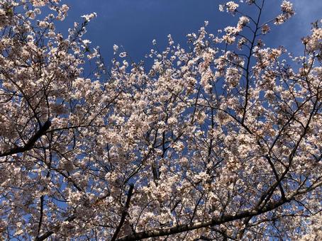満開の桜 満開の桜 さくら,桜,青空の写真素材