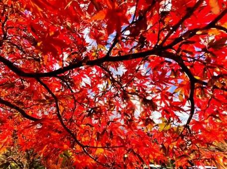 紅葉 紅葉の写真