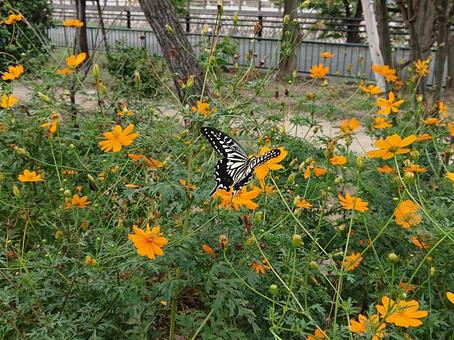 キバナコスモスとアゲハ アゲハ,アゲハチョウ,ナミアゲハの写真素材
