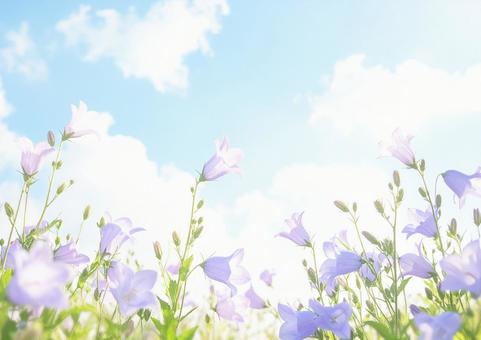 秋の花と青空・キキョウと白い雲 秋の花と青空・キキョウと白い雲の写真