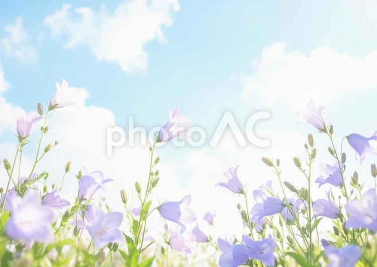 秋の花と青空・キキョウと白い雲 秋,背景,花の写真素材