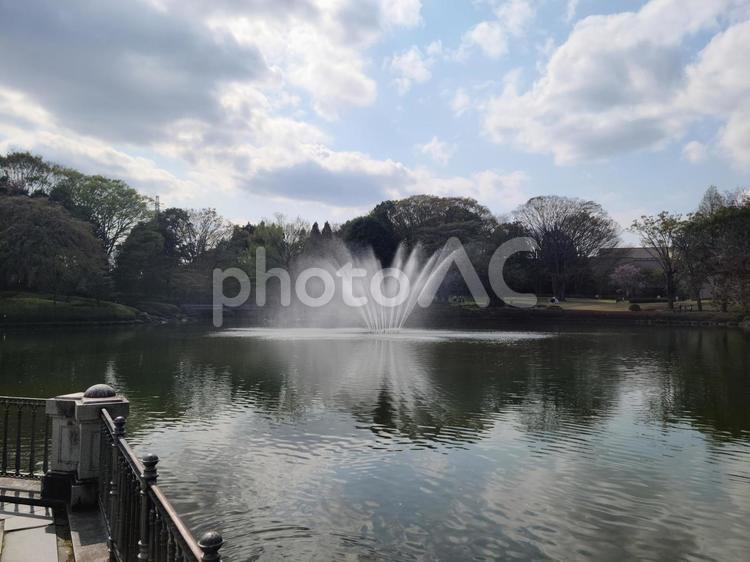 公園の池にある美しい噴水 公園,池,噴水の写真素材