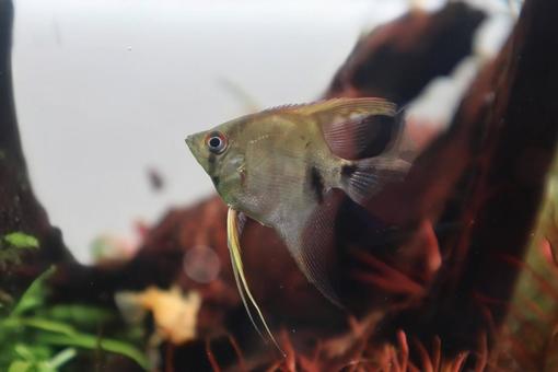 天人石鯛 天人石鯛 生き物,魚,風景の写真素材