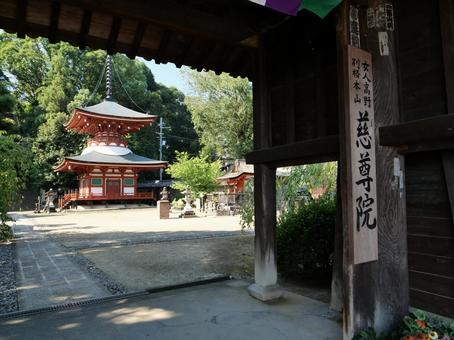 慈尊院 慈尊院の写真