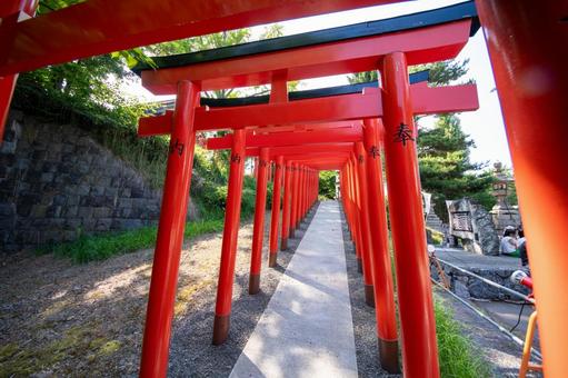 住吉神社の赤鳥居 住吉神社の赤鳥居 住吉神社,赤い鳥居,赤の写真素材