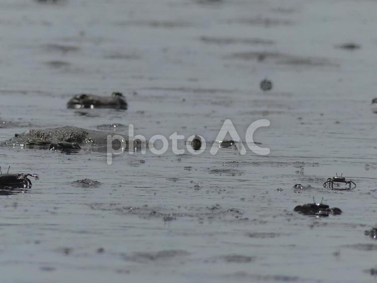 潮干狩り、砂上に出てきたオサガニ達 オサガニ,カニ,葛西臨海公園の写真素材