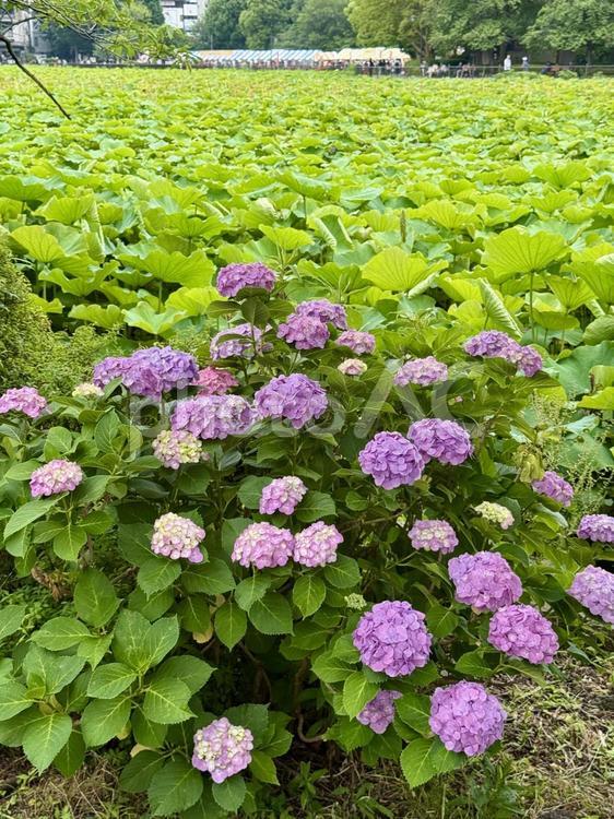 6月上旬の不忍池　植え込みのアジサイ アジサイ,紫陽花,不忍池の写真素材