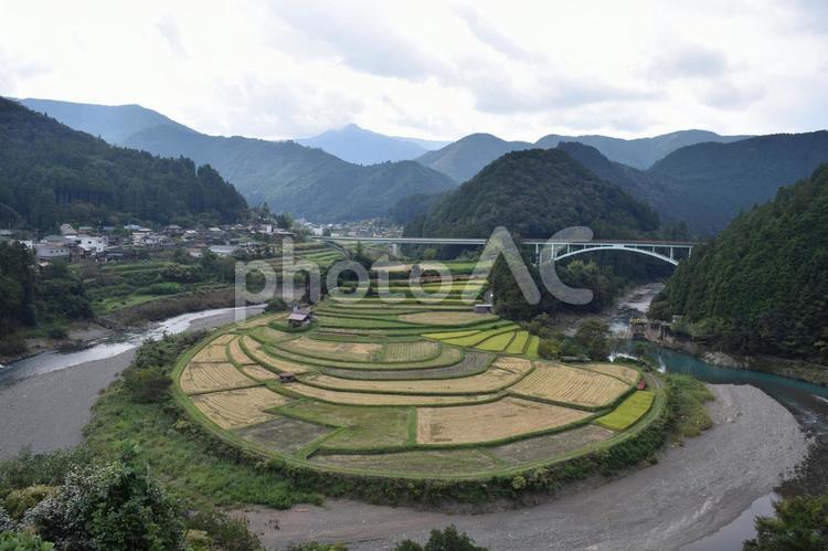 【和歌山】あらぎ島の風景 あらぎ島,棚田,田んぼの写真素材