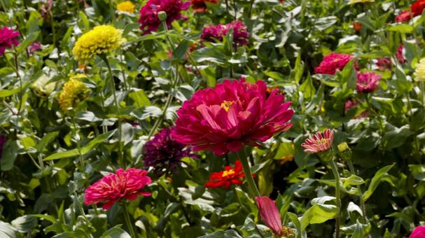【花の写真】ジニア(百日草) 【花の写真】ジニア(百日草) 百日草,zinnia,9月の写真素材