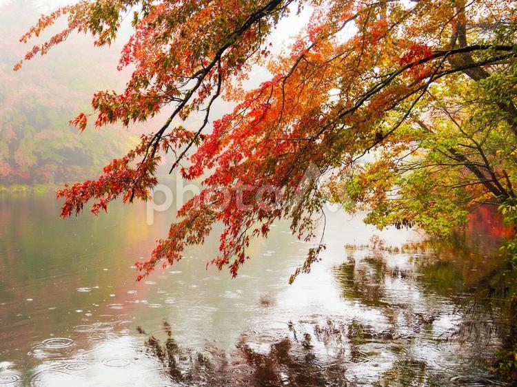 雨と紅葉の雲場池　雨垂れ　波紋 雨,秋,雲場池の写真素材