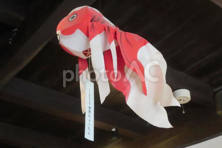 【山口県】白壁の町並みの金魚ちょうちん 重要伝統的建造物群保存地区,町並み,山口の写真素材