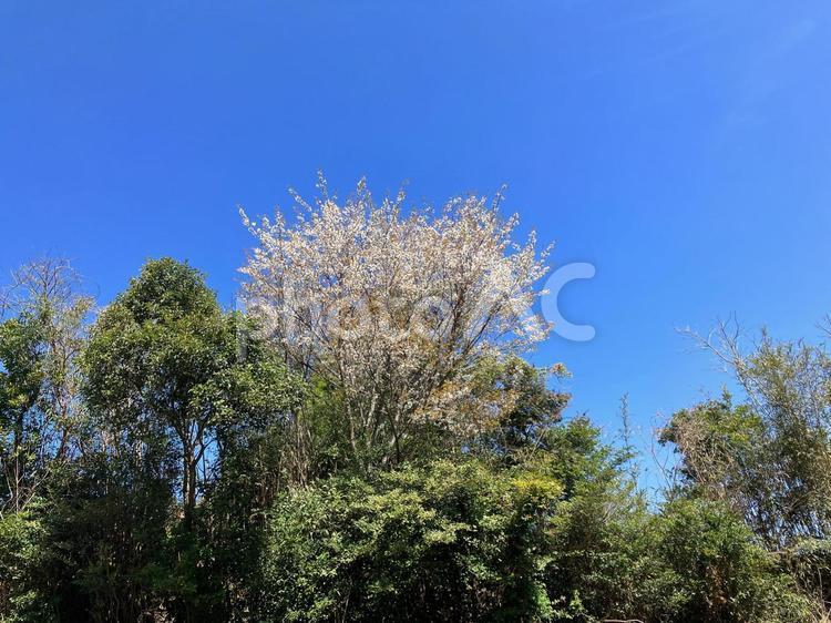 青空に映える山の桜 青空,枝,空の写真素材