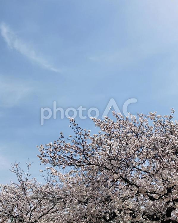 桜　ソメイヨシノ (33） 桜,サクラ,さくらの写真素材