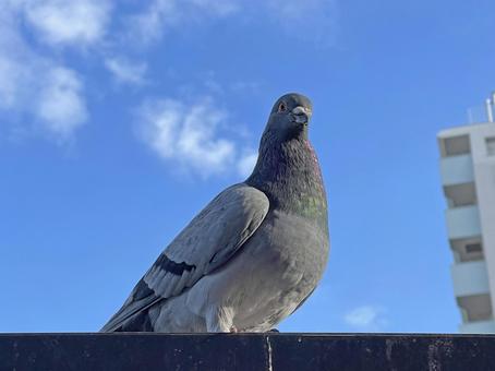 神田川10月：晴天の鳩 2025の写真