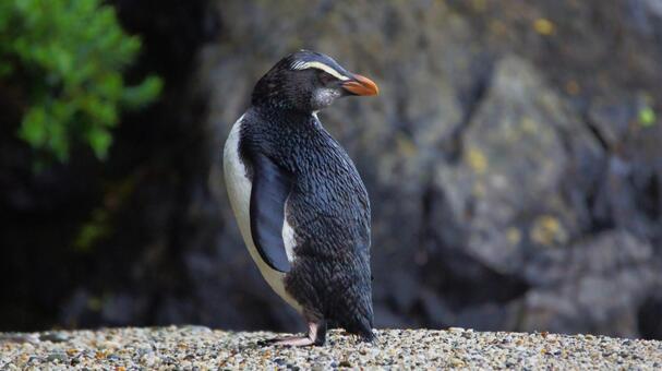 振り向くペンギン ペンギン,フィヨルドランドペンギン,野生動物の写真素材