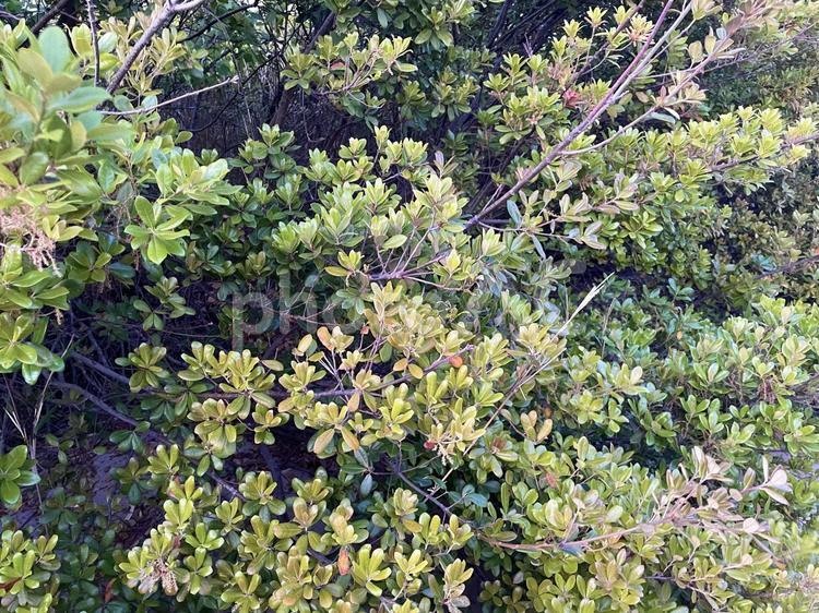 南知多に群生するウバメガシ ウバメガシ,花,ブナ科の写真素材