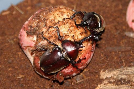 カブトムシ カブトムシの写真