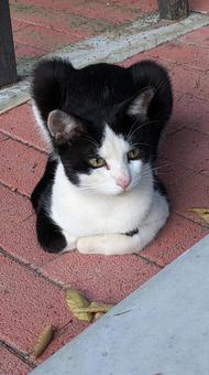 ねこ ねこの写真