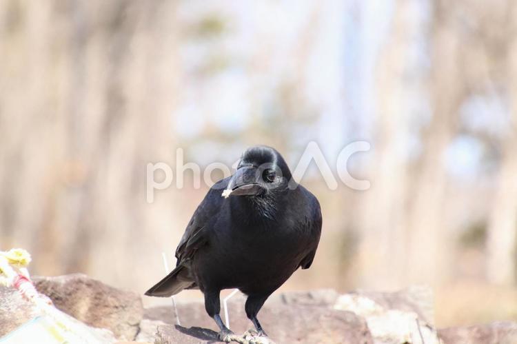 食べ物をくわえるカラス ハシブトガラス,カラス,からすの写真素材