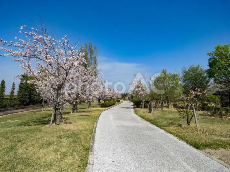 桜のある春の公園の風景 春イメージ,桜,サクラの写真素材