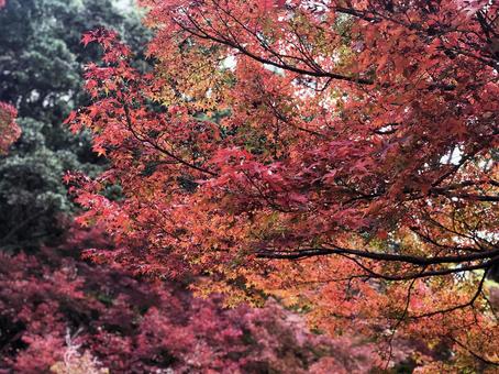 紅葉3 紅葉3の写真