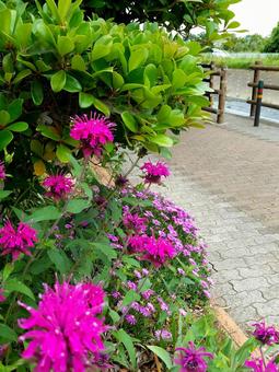 ピンクの花 ピンクの花の写真