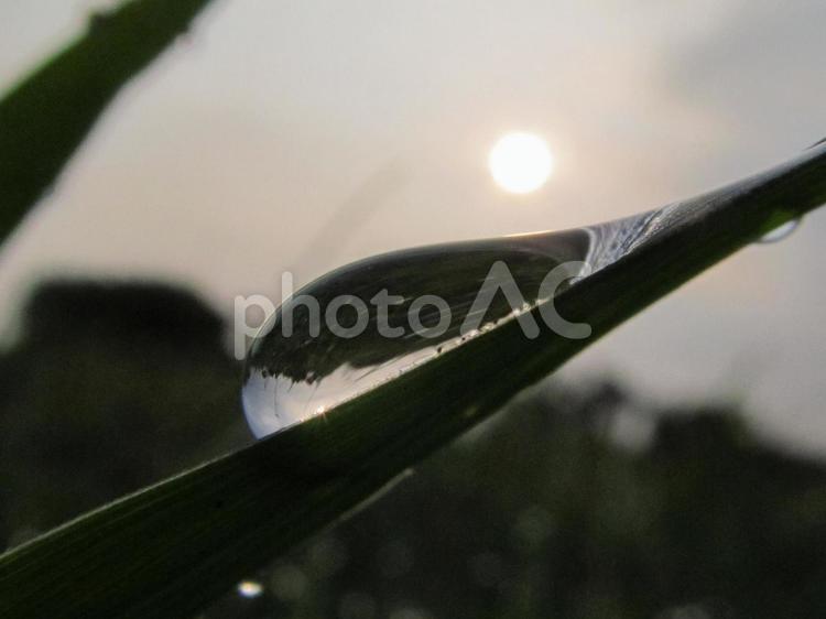 水滴と緑の葉と朝日Water drops 水滴,すいてき,waterの写真素材