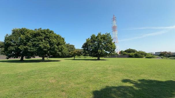馬込川上島緑地 馬込川上島緑地 夏,馬込川みずべの公園,公園の写真素材