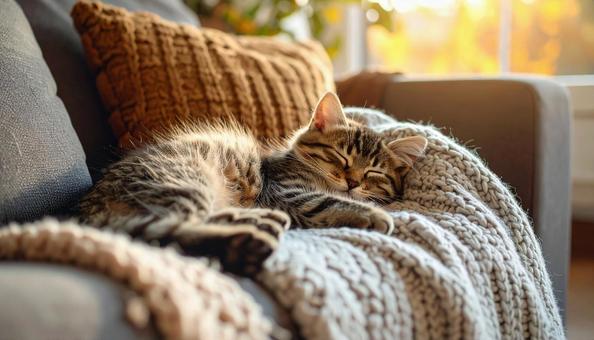 ソファで眠る子猫 ソファで眠る子猫の写真
