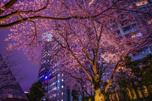 赤坂のテレビ局と夜桜 赤坂のテレビ局と夜桜の写真