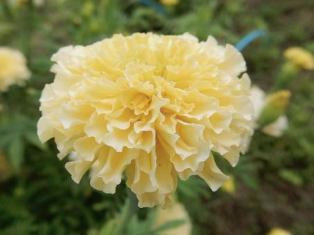 【花の写真】マリーゴールドの写真