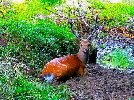 野生の鹿 野生の鹿 鹿,動物,野生の写真素材