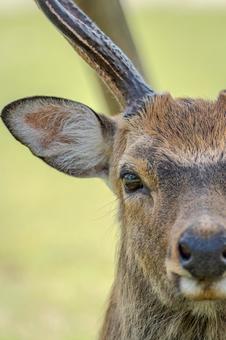 奈良公園の鹿8月00３の写真