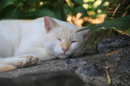 ねこ ねこの写真