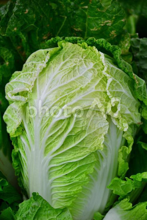 野菜畑・白菜 野菜畑,白菜,野菜の写真素材