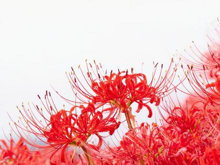 白背景の彼岸花曼珠沙華リコリスの花アップ 白背景の彼岸花曼珠沙華リコリスの花アップの写真